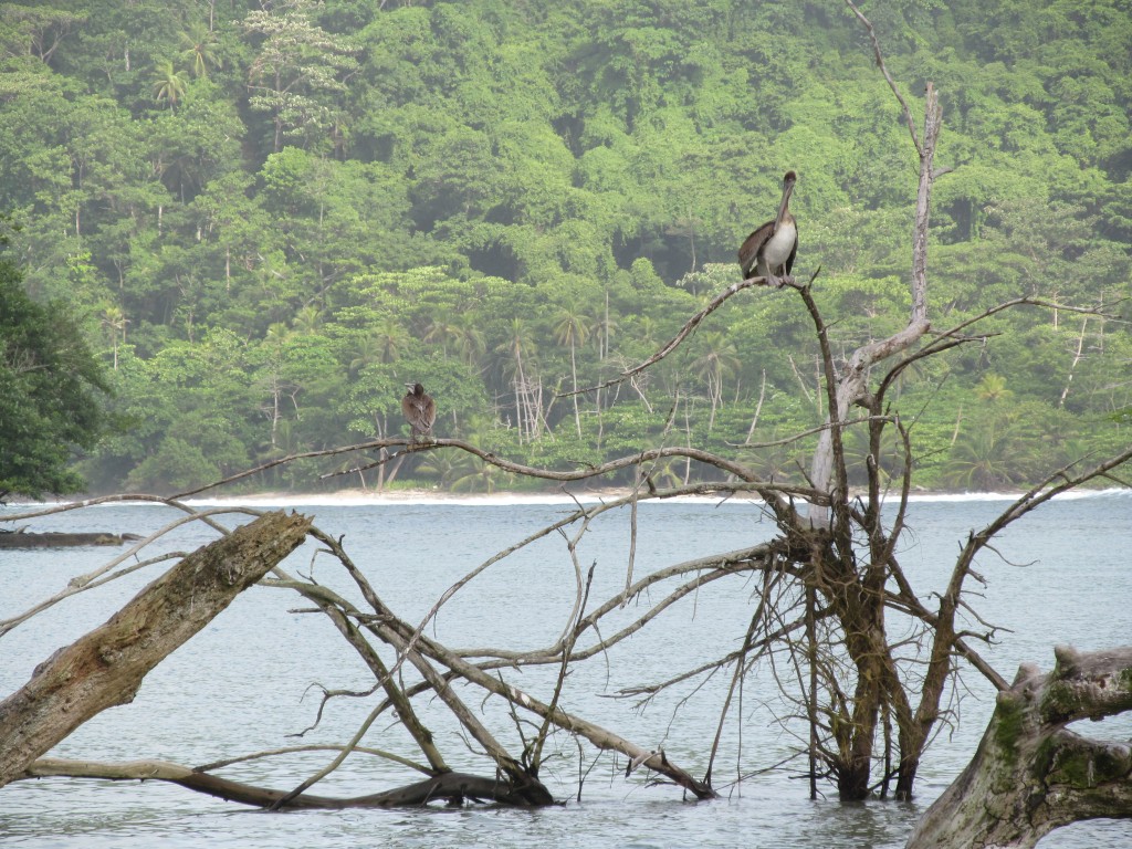 Foto de Sapzurro (Chocó), Colombia