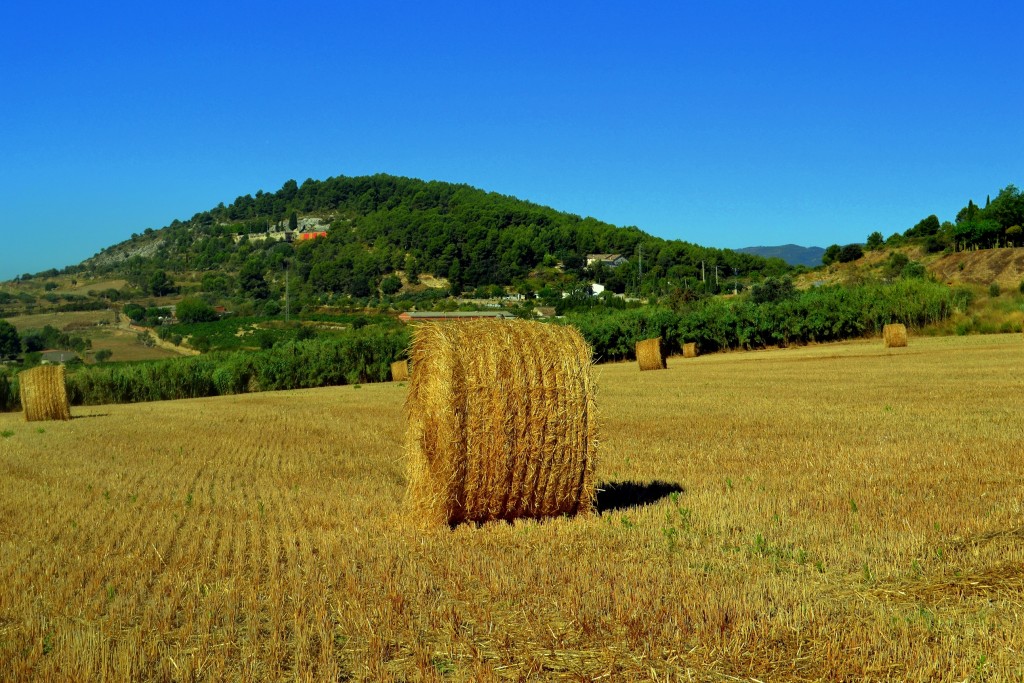 Foto: Cosecha - Vilafranca el Penedes (Barcelona), España
