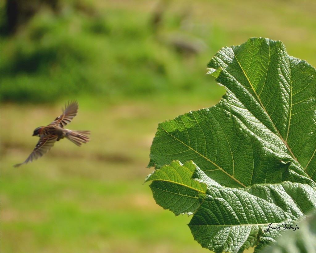Foto: Freddo Leche Tours - Poas (Alajuela), Costa Rica