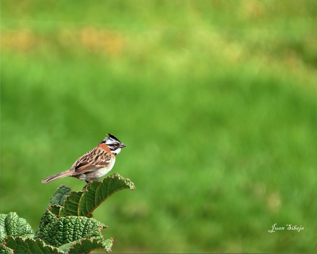 Foto: Come Maíz en "FREDDO LECHE TOURS" - Poas (Alajuela), Costa Rica