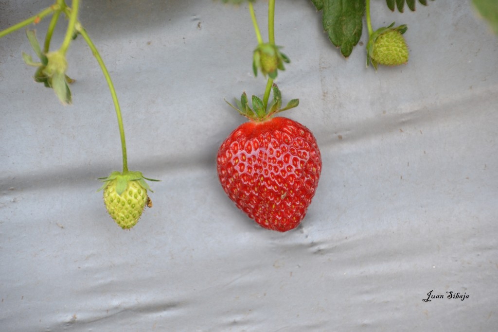 Foto de Poás (Alajuela), Costa Rica