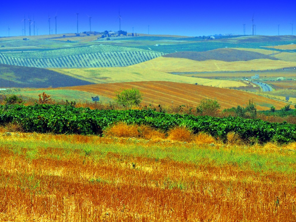 Foto: Campiña de Trebujena - Trebujena (Cádiz), España