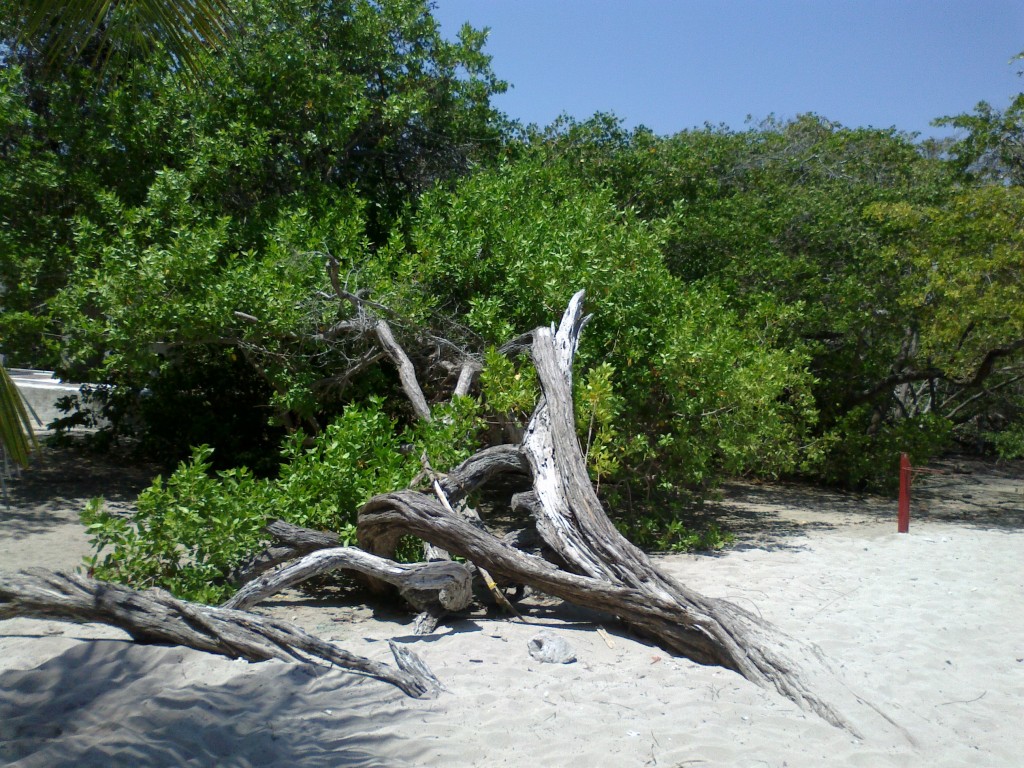 Foto de Cayos de Tucacas, Venezuela