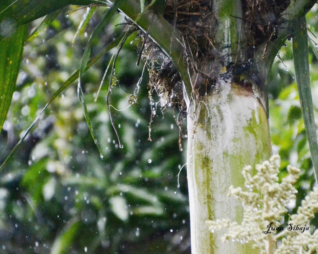 Foto de Alajuela, Costa Rica