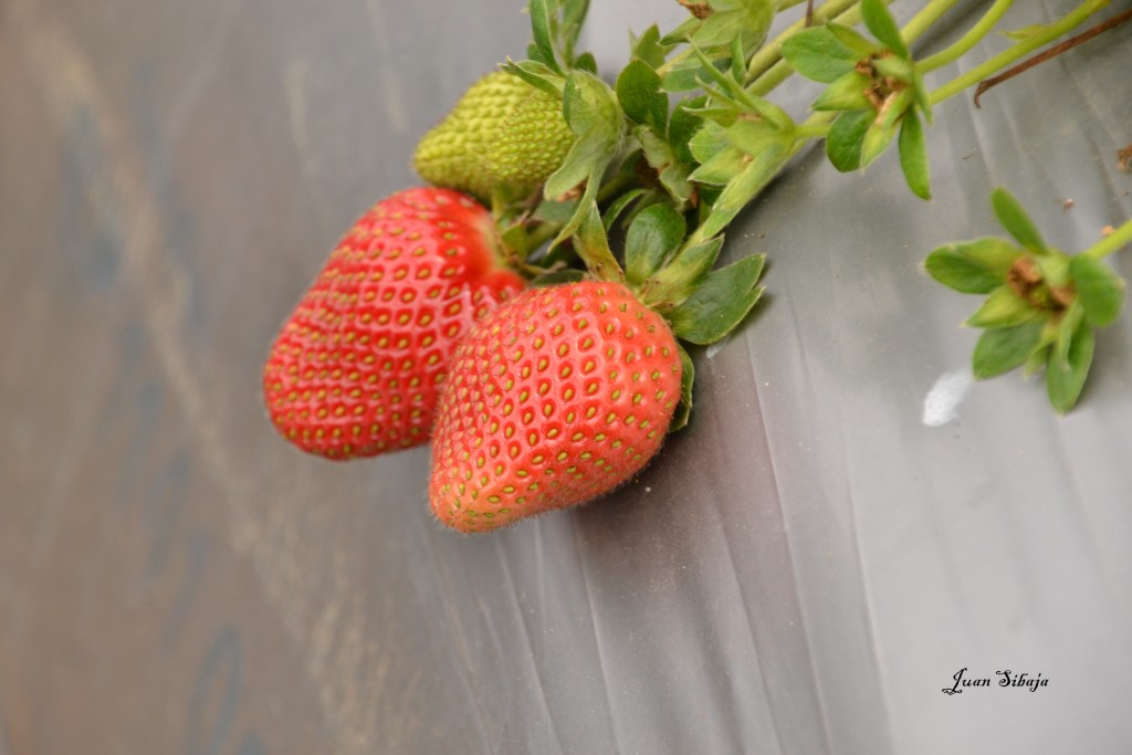 Foto de Alajuela, Costa Rica