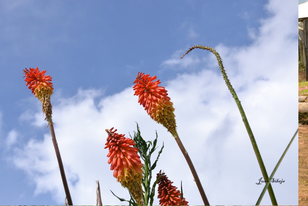 Foto de Alajuela, Costa Rica