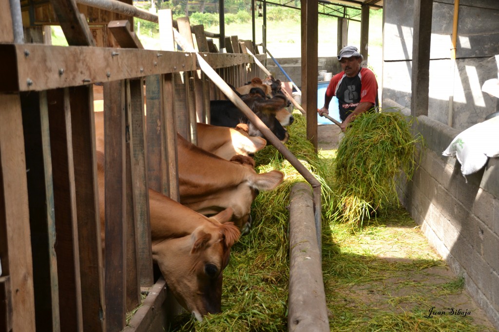 Foto: Freddo Leche Tours - Alajuela, Costa Rica
