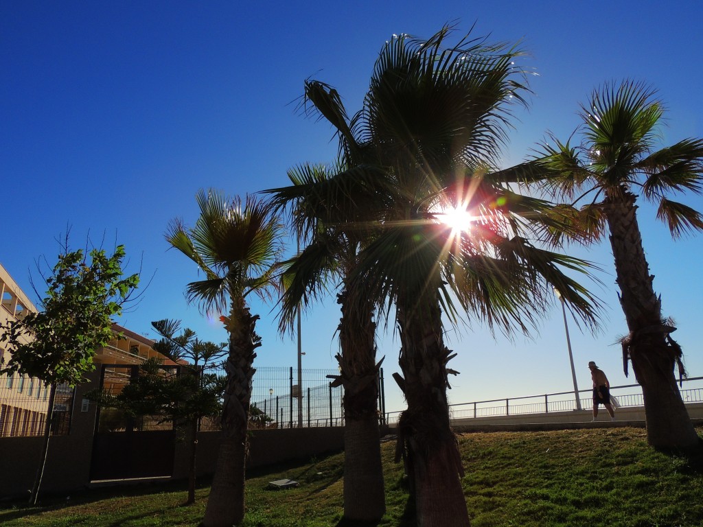Foto: Atrapado en la palmera - Chipiona (Cádiz), España