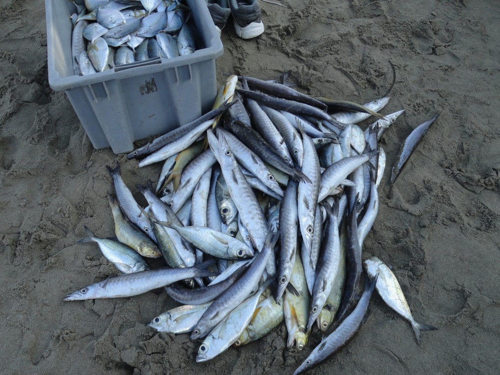 Foto: Pescados - Crucitas (Manabí), Ecuador
