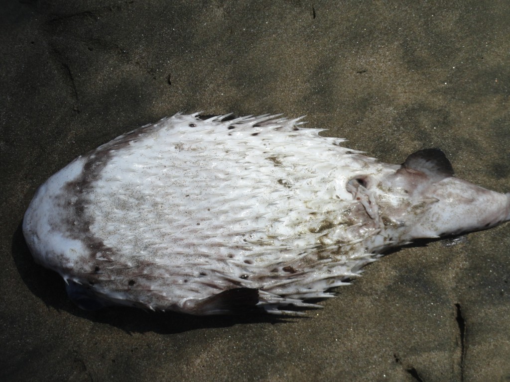 Foto: Puerco espin marino - Crucitas (Manabí), Ecuador