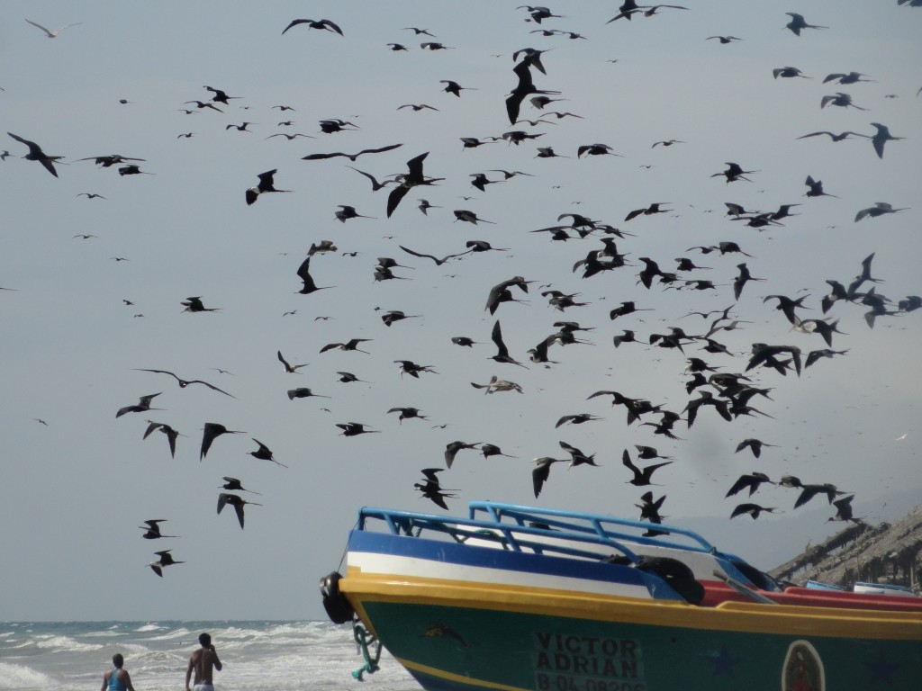 Foto: Gaviotas - Crucitas (Manabí), Ecuador