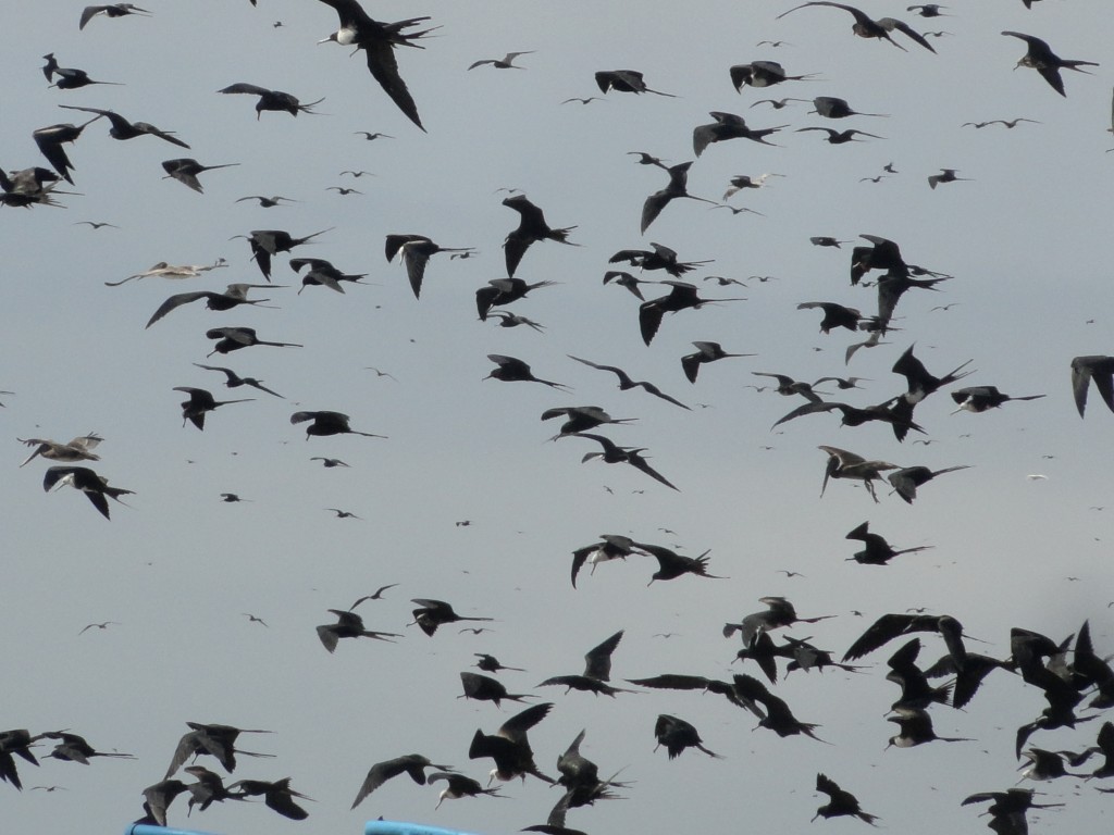Foto: Gaviotas - Crucitas (Manabí), Ecuador