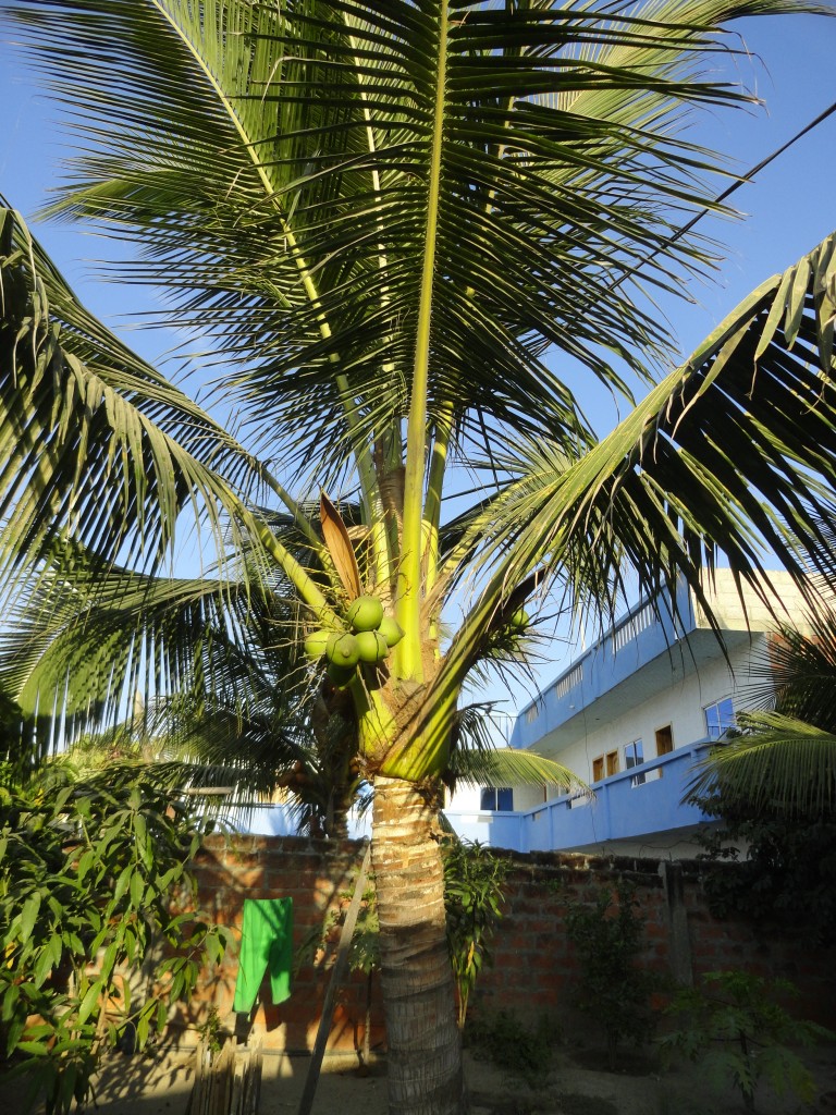 Foto: Planta de coco - Crucitas (Manabí), Ecuador
