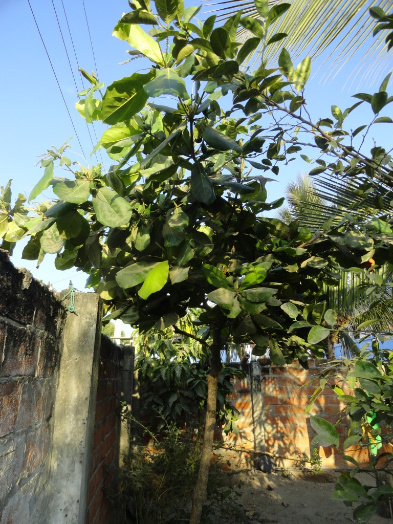 Foto: Almendro - Crucitas (Manabí), Ecuador