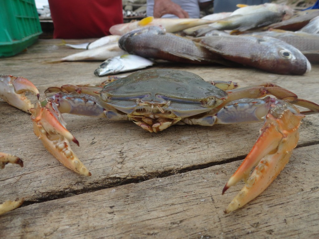 Foto: Jaiva - Crucitas (Manabí), Ecuador