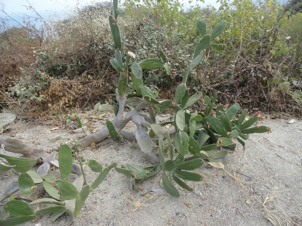 Foto: En el Mirador, cactus - Crucitas (Manabí), Ecuador
