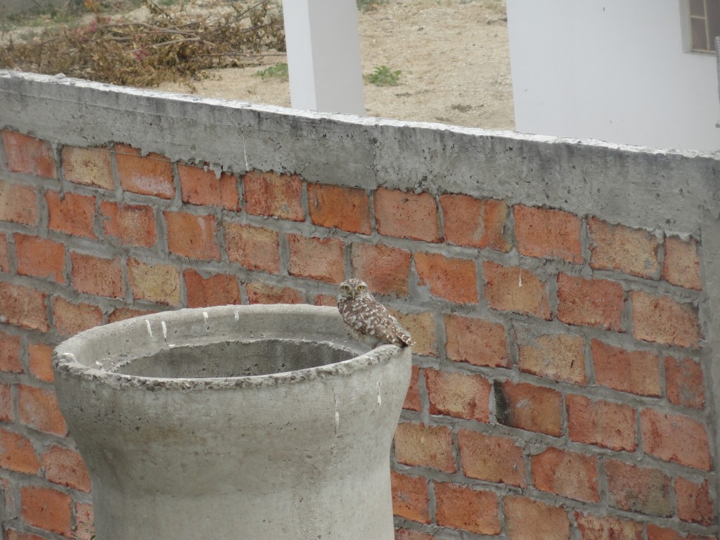 Foto: En el Mirador, buho. - Crucitas (Manabí), Ecuador