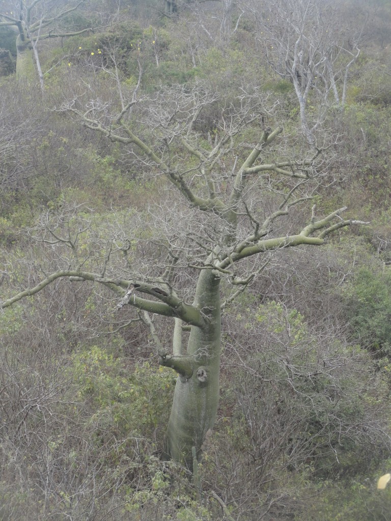 Foto: En el Mirador, ceibo - Crucitas (Manabí), Ecuador