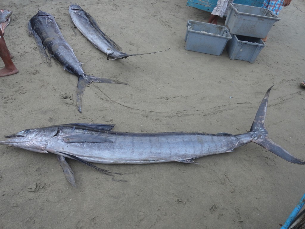 Foto: Playa - Crucitas (Manabí), Ecuador