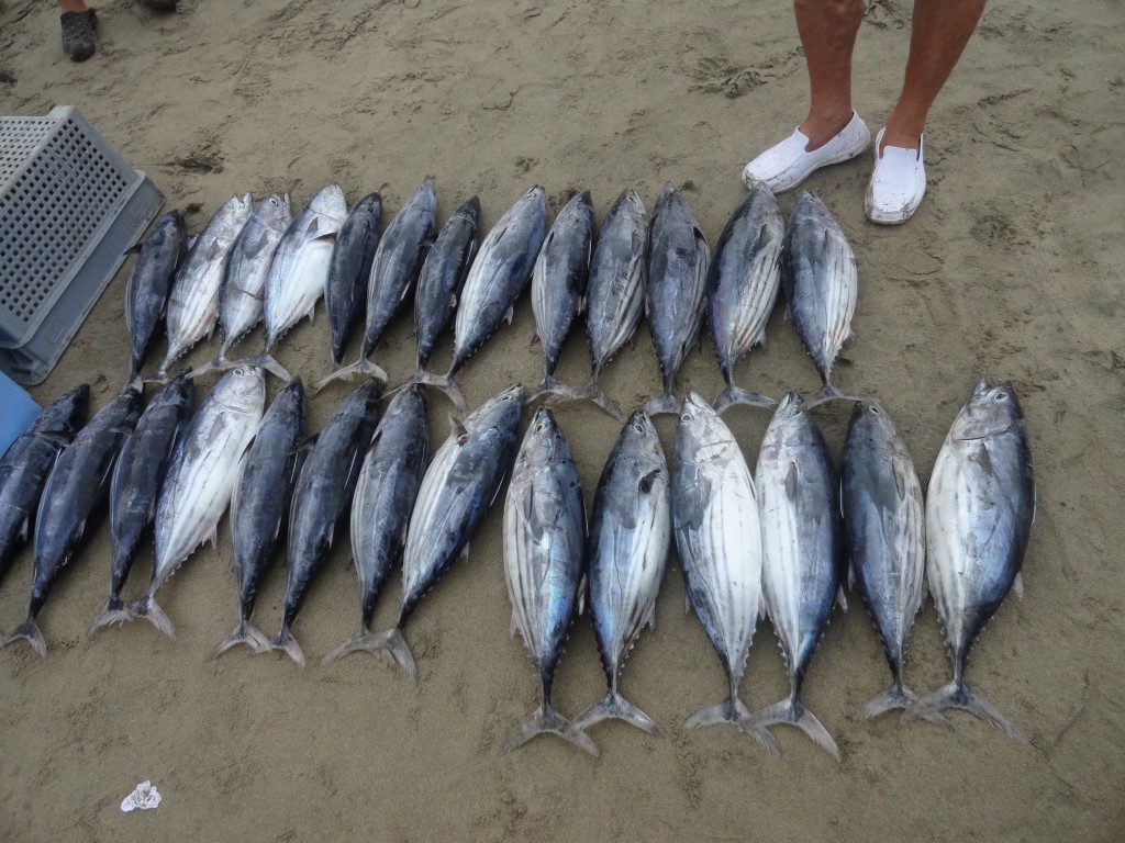 Foto: Peces - Crucitas (Manabí), Ecuador