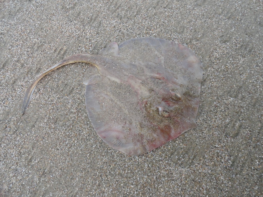 Foto: Manta raya - Crucitas (Manabí), Ecuador
