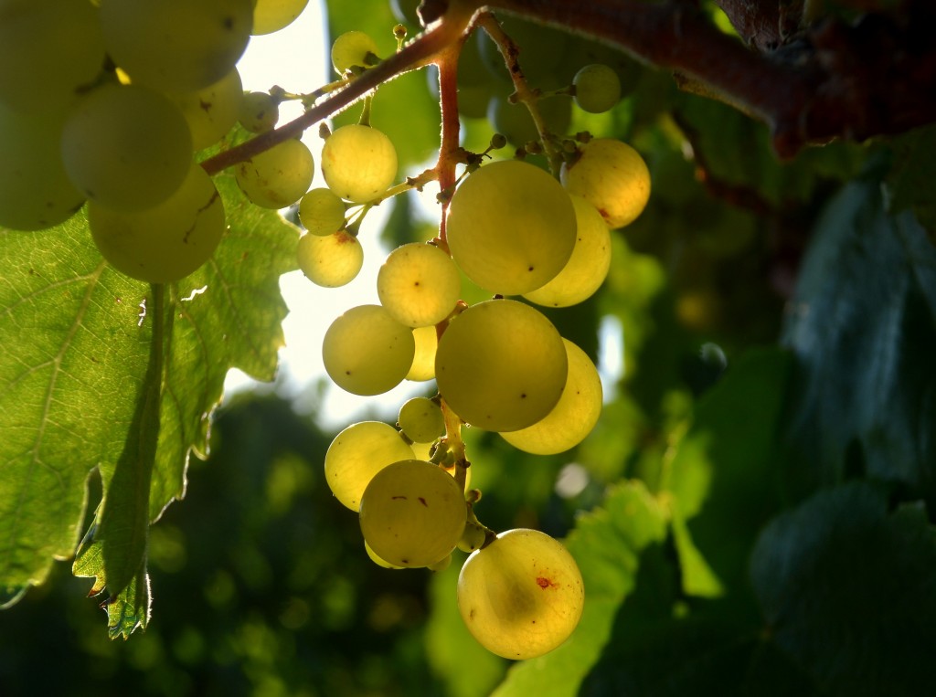 Foto: Xarel-lo maduración. - Torrelles de Foix (Barcelona), España
