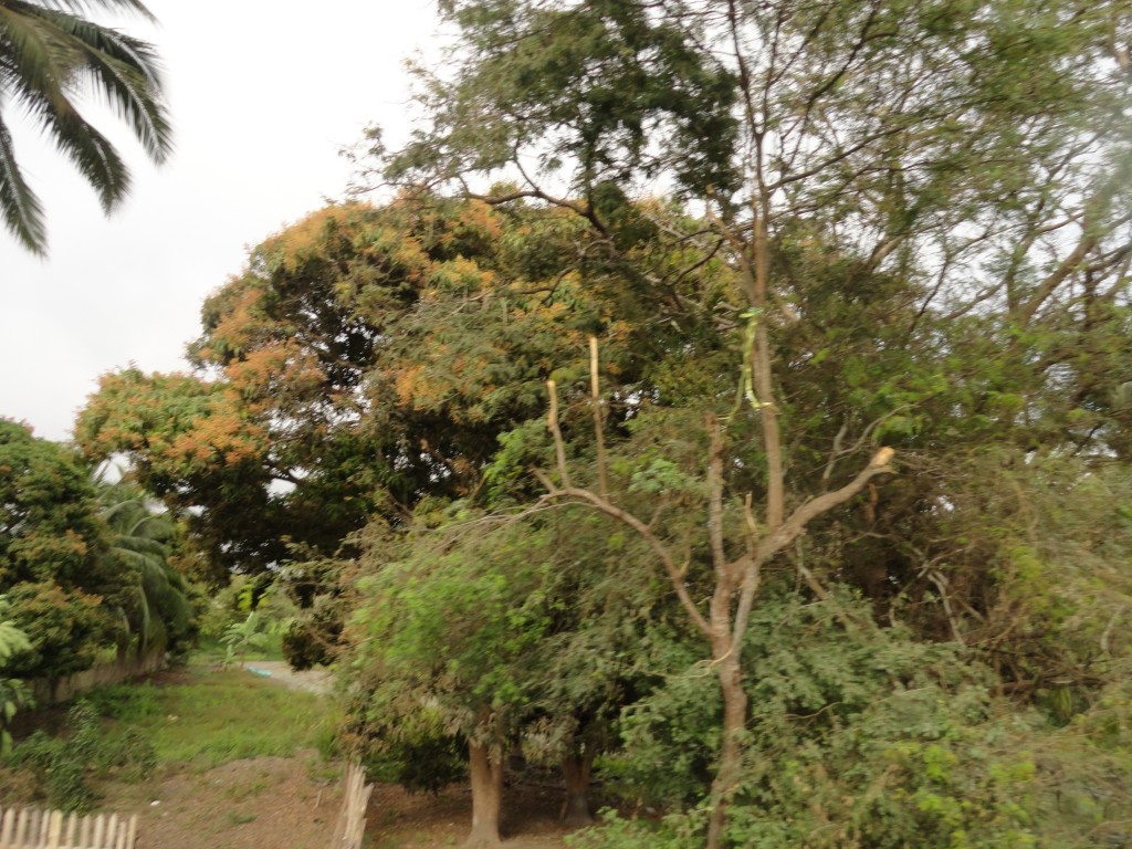 Foto: Paisaje - Crucitas (Manabí), Ecuador