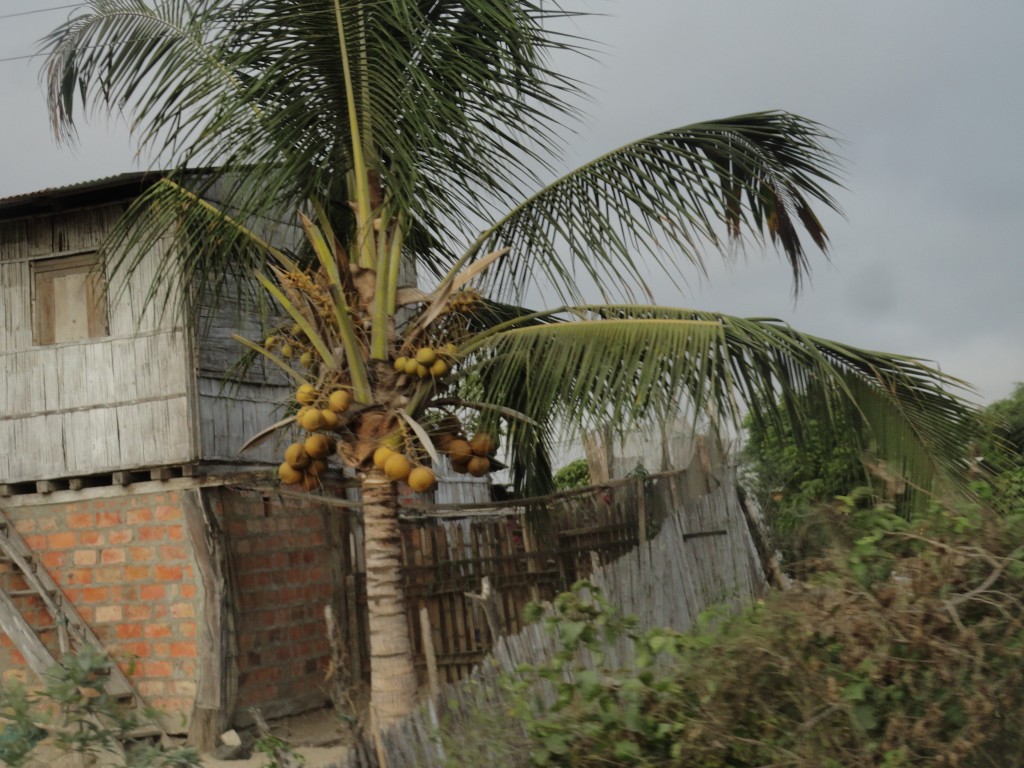Foto: paisaje - Crucitas (Manabí), Ecuador