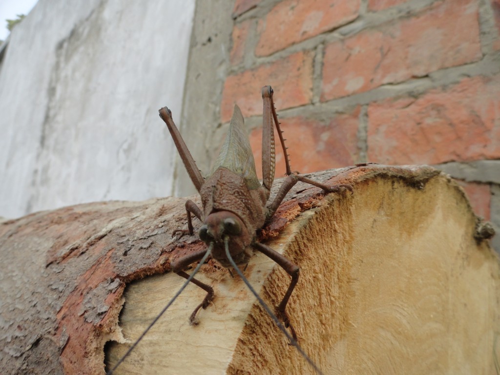 Foto: Saltamontes (Grillo) gigante - Crucitas (Manabí), Ecuador