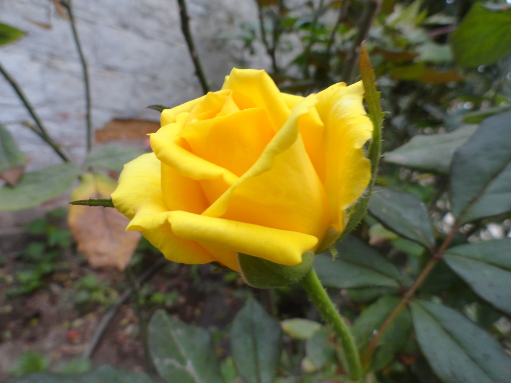 Foto: Rosa - Crucitas (Manabí), Ecuador