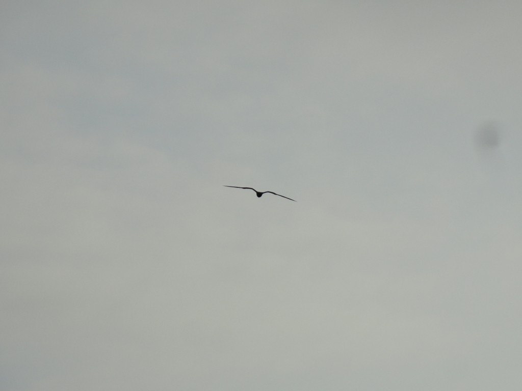 Foto: Gaviotas - Crucitas (Manabí), Ecuador