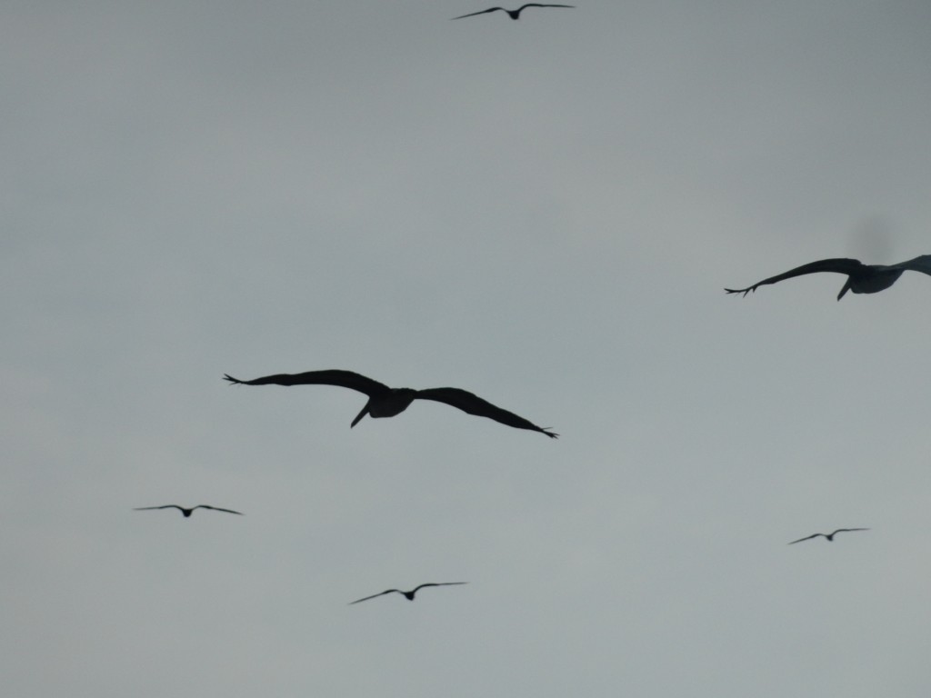 Foto: Gaviotas - Crucitas (Manabí), Ecuador