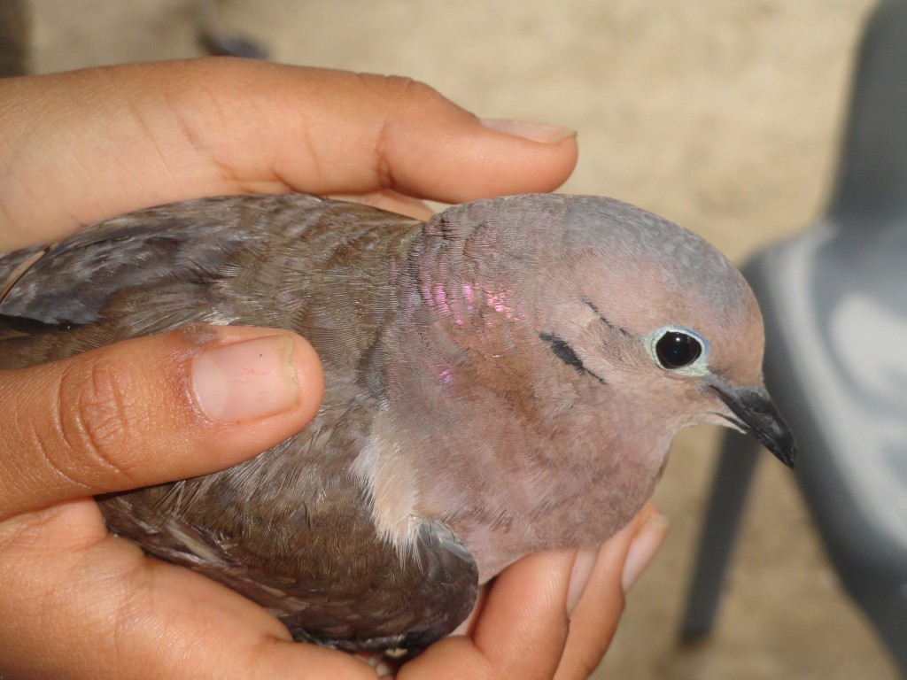 Foto: paloma - Crucitas (Manabí), Ecuador
