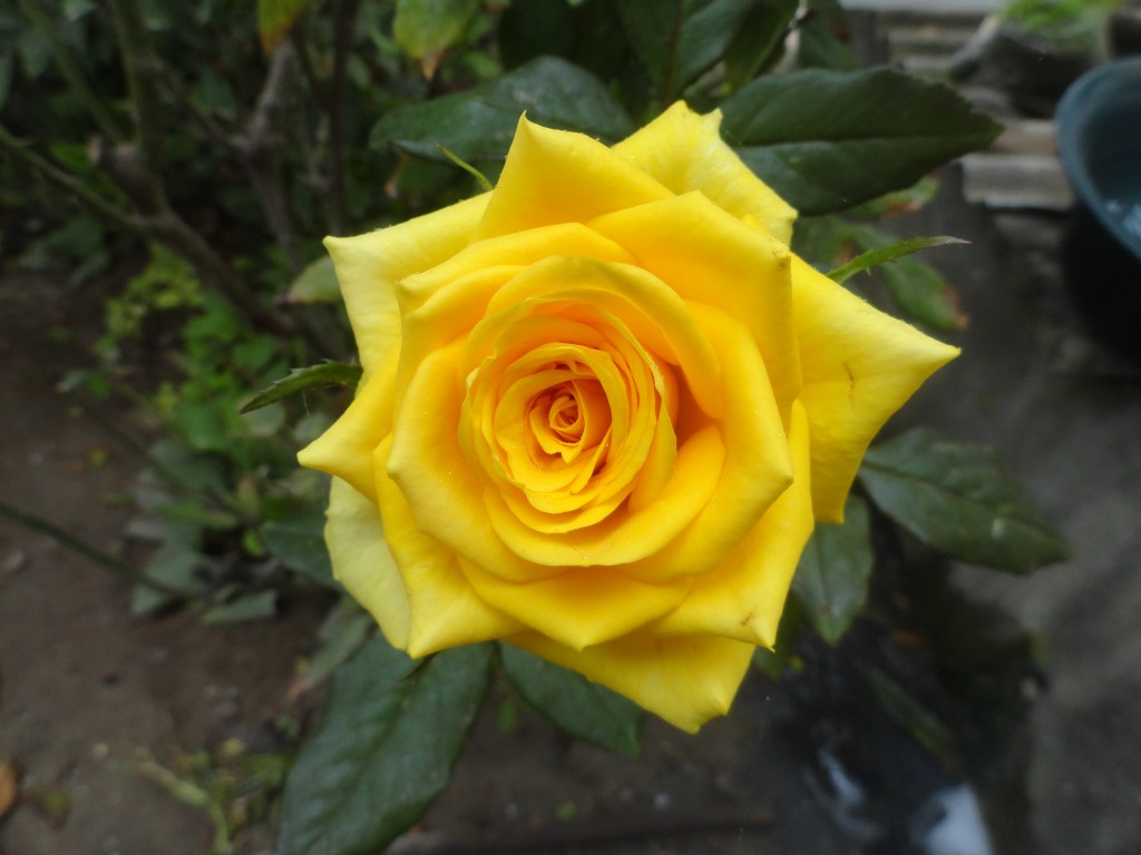 Foto: Rosa - Crucitas (Manabí), Ecuador