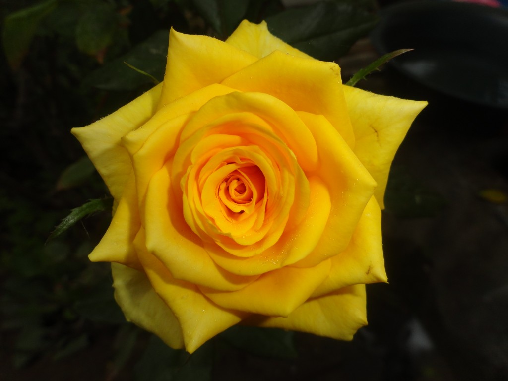 Foto: Rosa - Crucitas (Manabí), Ecuador