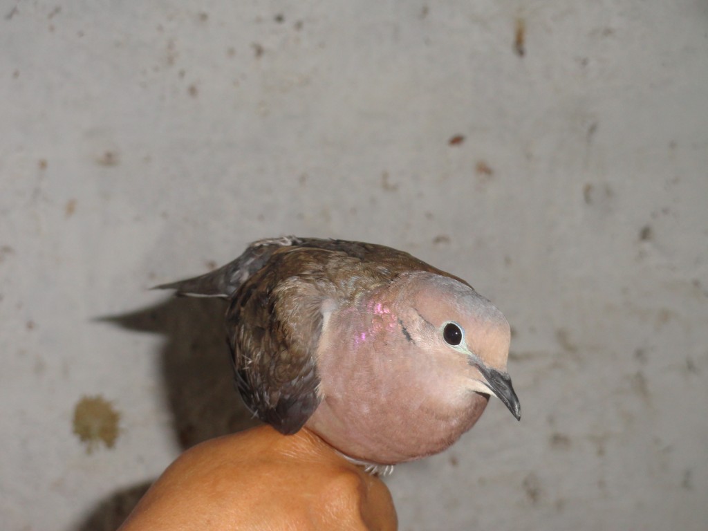 Foto: Paloma - Crucitas (Manabí), Ecuador