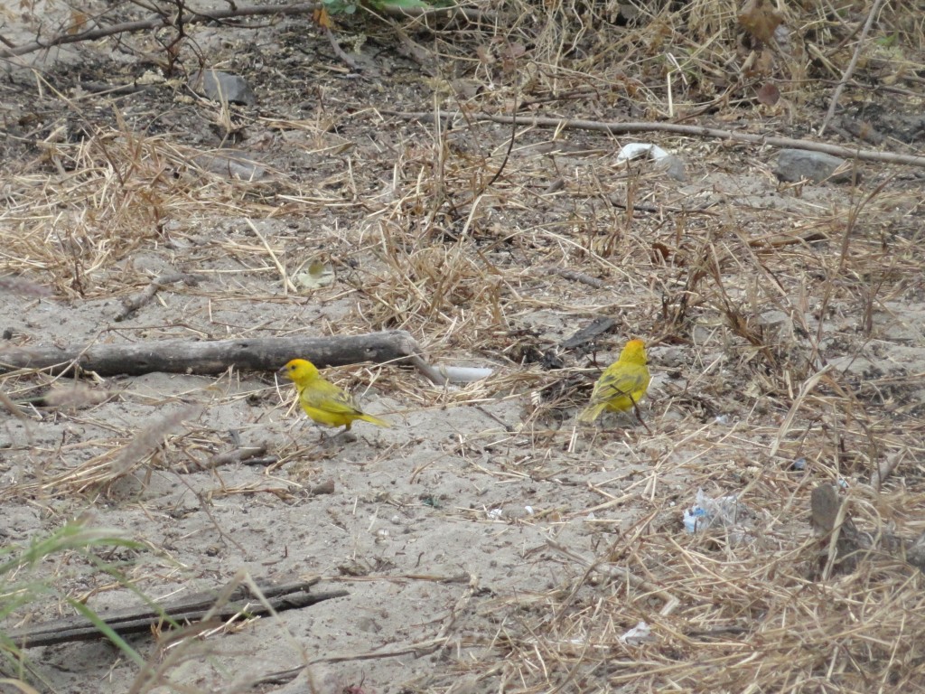 Foto: Pericos - Crucitas (Manabí), Ecuador