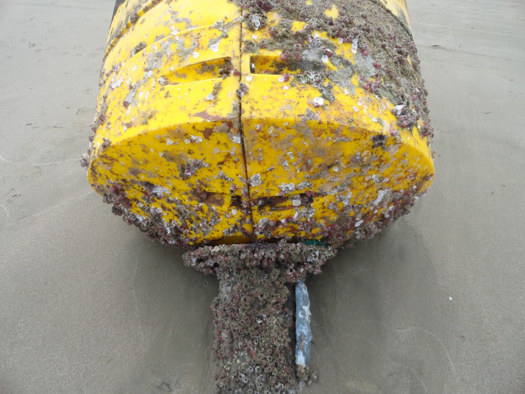 Foto: Boya - Crucitas (Manabí), Ecuador