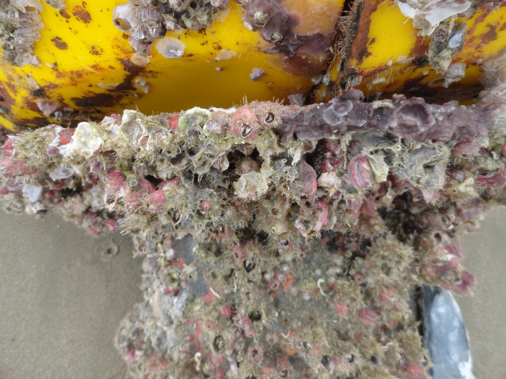 Foto: Boya - Crucitas (Manabí), Ecuador