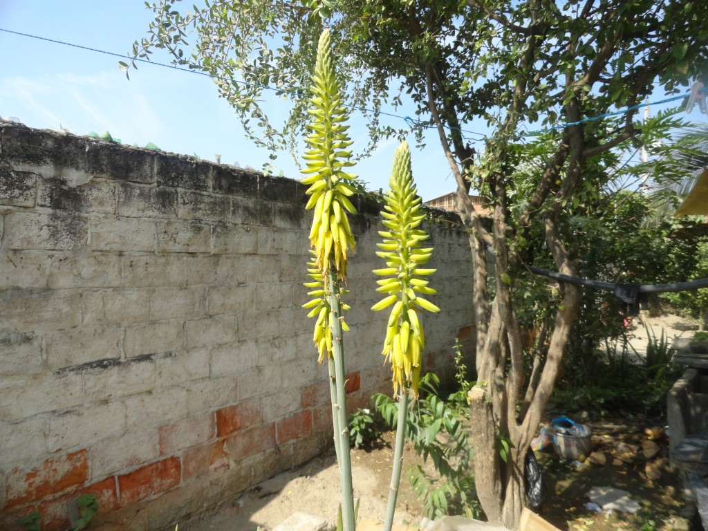 Foto: Flor - Crucitas (Manabí), Ecuador