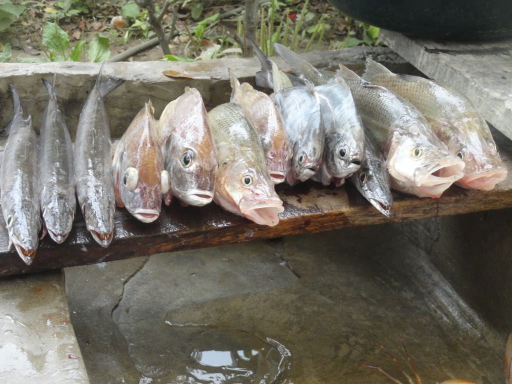 Foto: Pescados - Crucitas (Manabí), Ecuador
