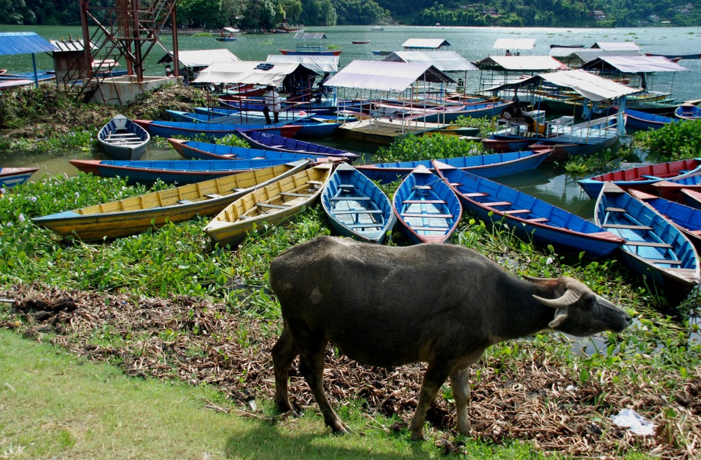Foto de Pokhara, Nepal