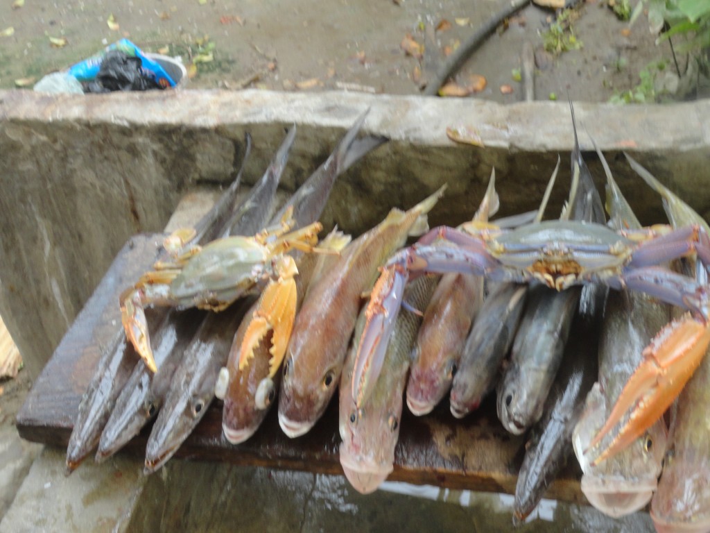 Foto: Pescados - Crucitas (Manabí), Ecuador