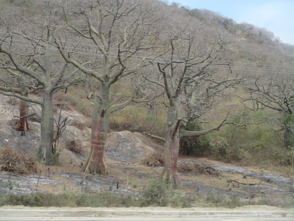 Foto: Ceibo - Crucitas (Manabí), Ecuador