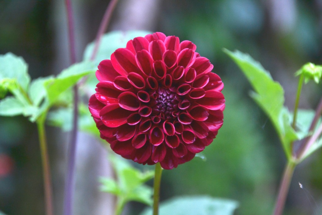 Foto de San Ramón (Alajuela), Costa Rica