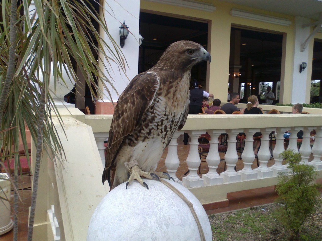 Foto: Halcon - Varadero (Matanzas), Cuba
