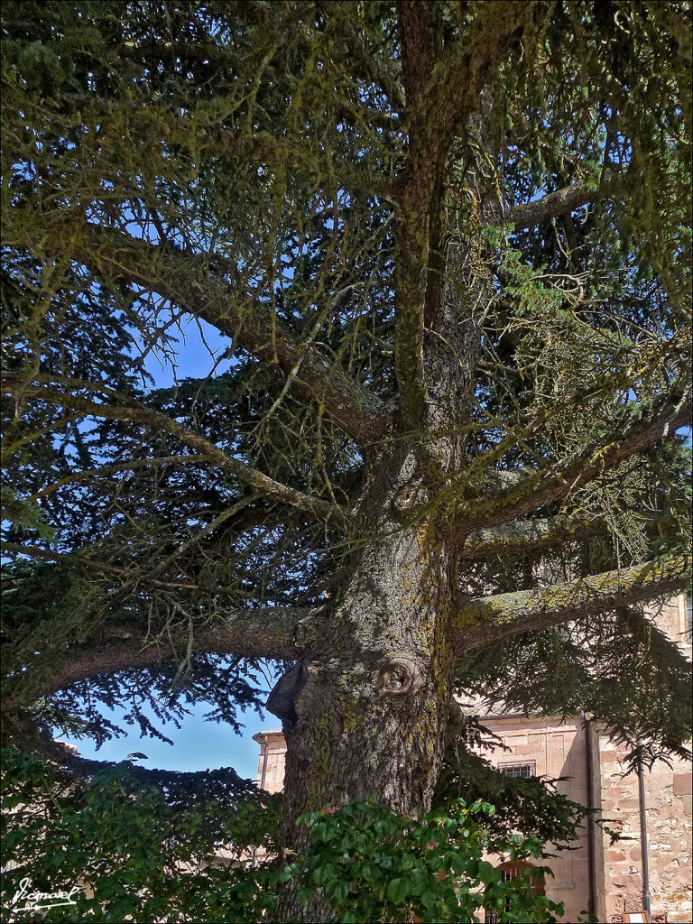 Foto: 130714-009 MEDINACELI - Medinaceli (Soria), España