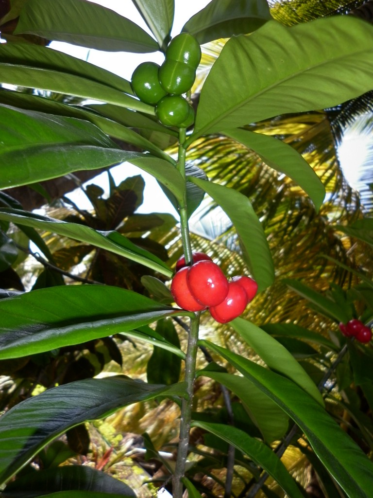 Foto de Flora (Sucre), Venezuela