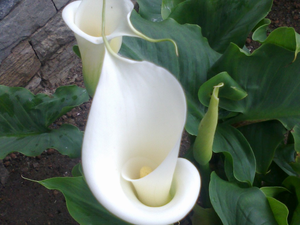 Foto de Gran Caracas (Distrito Capital), Venezuela