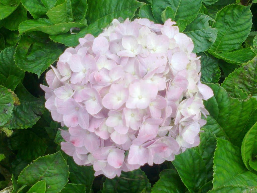 Foto de Gran Caracas (Distrito Capital), Venezuela